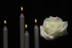 White,Memorial,Rose,With,Candles